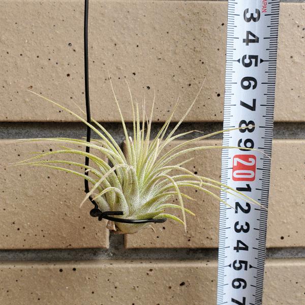 エアープランツ　イオナンタ　確認用 保存版】チランジアの基本のき！イオナンタの育て方・飾り方【水