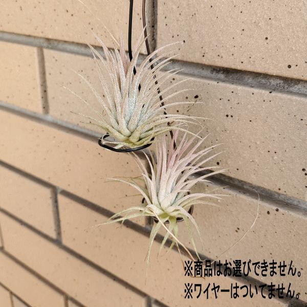 イオナンタ ルプラ 2個入り エアープランツ チランジア 花 種類