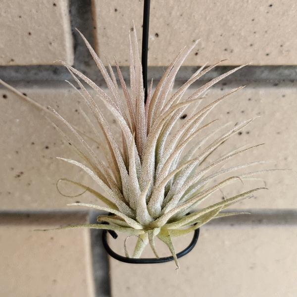 イオナンタ ルプラ 2個入り エアープランツ チランジア 花 種類