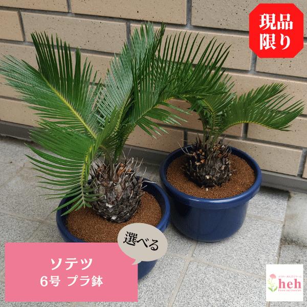 激安大特価 再入荷 ソテツ 6 0 プラ鉢 観葉 多肉 植物 送料無料 種類 お祝い オシャレ プレゼント 現品 中型 コーデックス 塊根