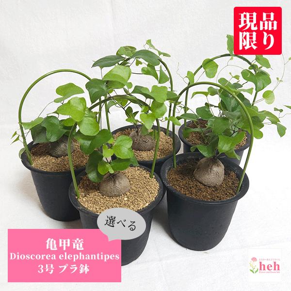 亀甲竜 3号 プラ鉢 アフリカ 鉢 ディオスコレア エレファンティぺス 観葉 多肉 塊根 植物 送料無料 種類 お祝い オシャレ プレゼント 現品 コーデックス（Yahoo!・ふらわーあんどぐりーんheh-y）