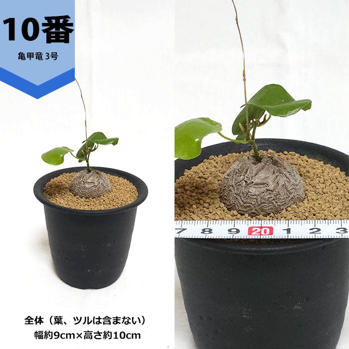 亀甲竜 3号 プラ鉢 アフリカ 鉢 ディオスコレア エレファンティ