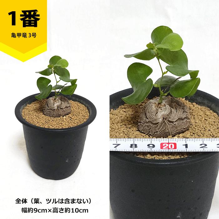 亀甲竜 3号 プラ鉢 アフリカ 鉢 ディオスコレア エレファンティ