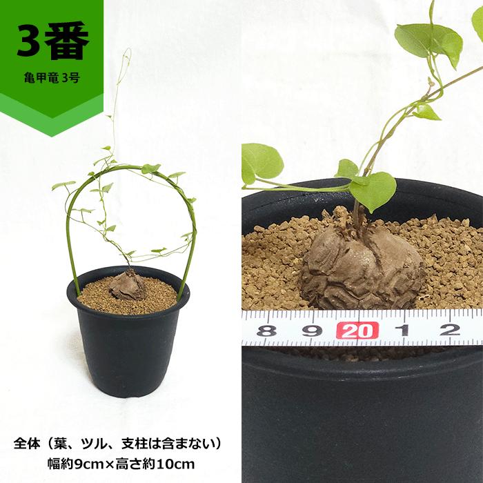 nicemiddle　ブーファン 亀甲竜 パキプス鉢付き　3点11000円 nicemiddle様専用 ブーファン 亀甲竜 パキプス鉢付き 3