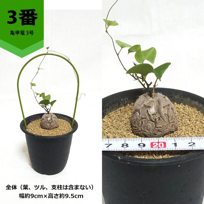 亀甲竜 3号 プラ鉢 アフリカ 鉢 ディオスコレア エレファンティ