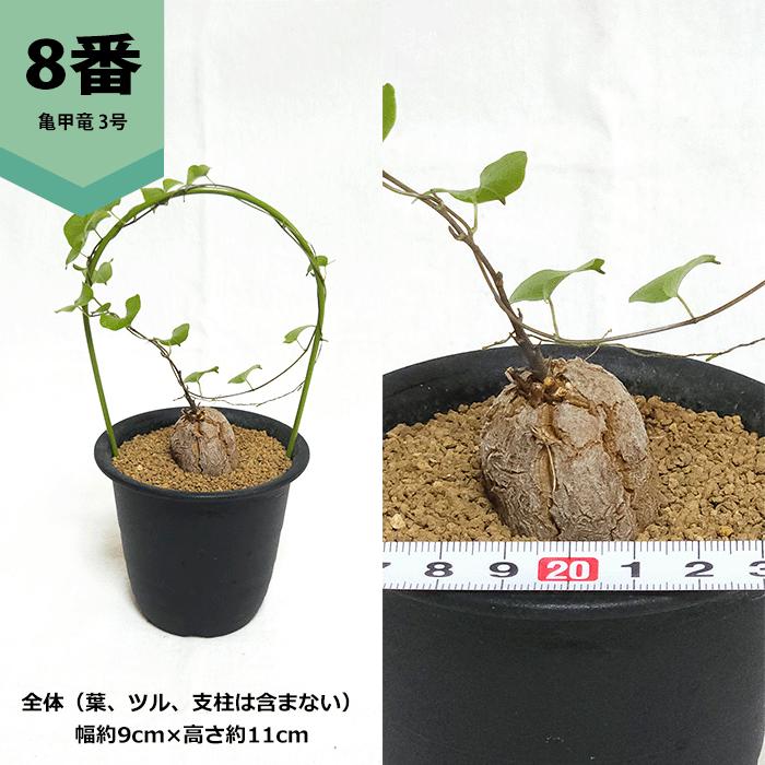 【コレクション】亀甲竜　鉢付き 亀甲竜 3号 プラ鉢 アフリカ 鉢 ディオスコレア エレファンティ