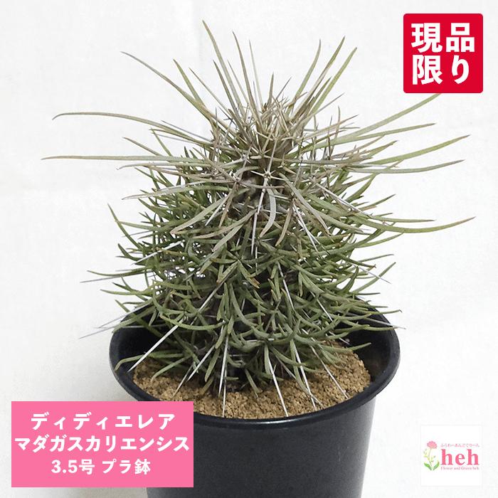 【速達付き】多肉風月苗　リンテンティカ　札付き　鉢付き 多肉風月