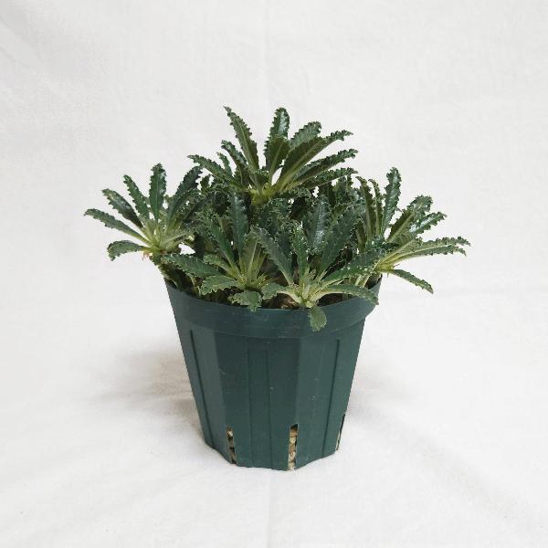 【レア/塊根植物】ドルステニア ラブラニー オス株（大株）鉢植え I 激レア/超大型株/塊根植物】ドルステニア ラブラニー 超大型株