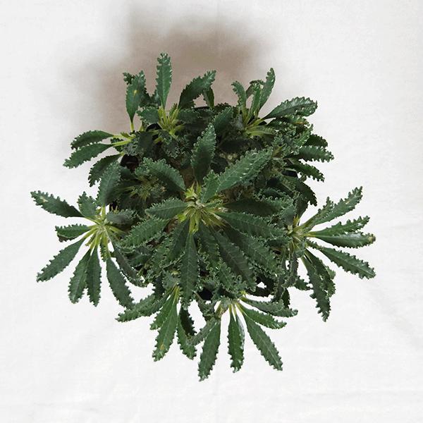 【レア/塊根植物】ドルステニア ラブラニー メス株（中株）鉢植え A ドルステニア ラブラニー 4号 プラ鉢 塊根植物 種類 土 種 鉢