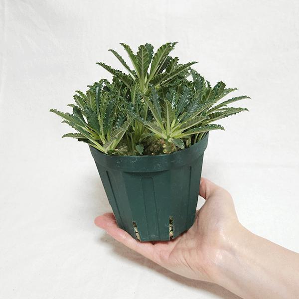 【レア/塊根植物】ドルステニア ラブラニー メス株（大株）鉢植え J ドルステニア ラブラニー 4号 プラ鉢 塊根植物 種類 土 種 鉢