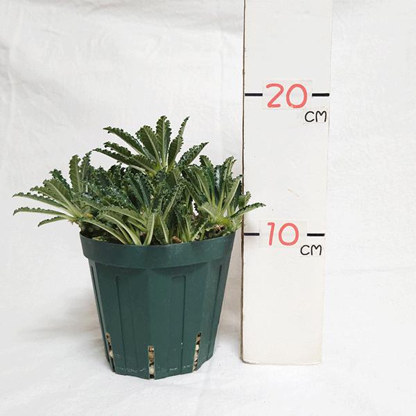 【レア/塊根植物】ドルステニア ラブラニー メス株（中株）鉢植え A ドルステニア ラブラニー 4号 プラ鉢 塊根植物 種類 土 種 鉢