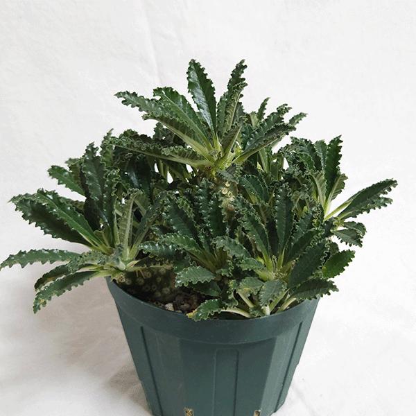 【レア/塊根植物】ドルステニア ラブラニー オス株（大株）鉢植え - A ドルステニア ラブラニー 4号 プラ鉢 塊根植物 種類 土 種 鉢