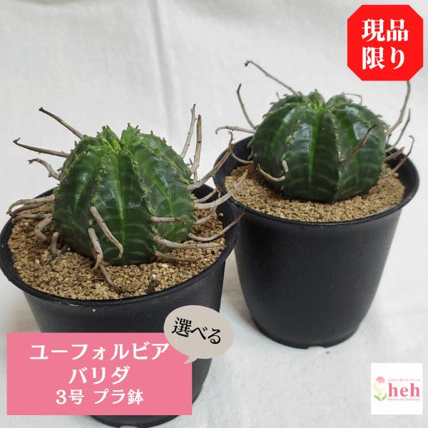 13円 贅沢品 バリダ 3 0 プラ鉢 ユーフォルビア 観葉 多肉 植物 送料無料 オシャレ インテリア 種類 現品 プレゼント