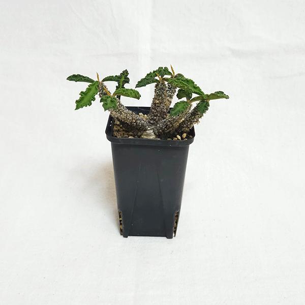 速達ユーフォルビア デブデルクリ 接ぎおろし 発根済 特大鉢ごと発送プレステラ 特大 現地球 ムランジーナ 鉢付き 発根済 速達ユーフォルビア