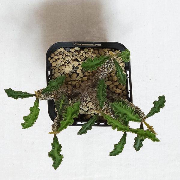 ユーフォルビア デカリー スピロスティカ 2号 プラ鉢 塊根植物