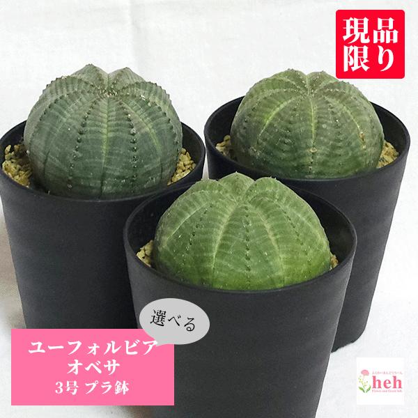 ユーフォルビア　オベサ　メス株♀ セラアート3寸 ユーフォルビア オベサ 3号 セラアート鉢 種類 珍奇 ビザール プランツ