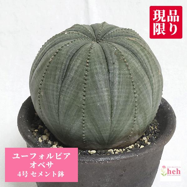 ユーフォルビア オベサ 4号 セメント鉢 種類 珍奇 ビザール ユーフォルビア オベサ 4号 セメント鉢 種類 珍奇 ビザール