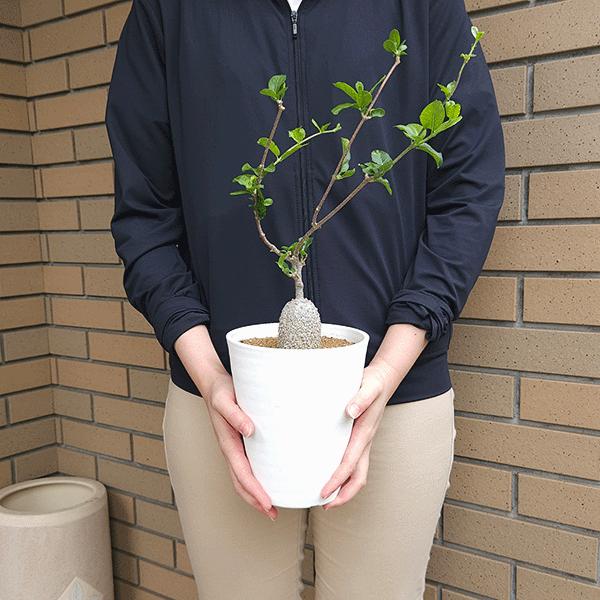 フォッケア ケーペンシス 5号 セラアート鉢 コーデックス 種 鉢 塊根