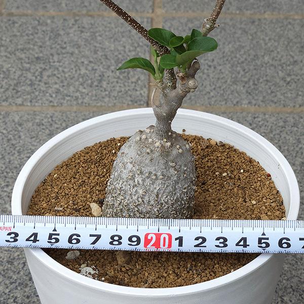 フォッケア ケーペンシス 5号 セラアート鉢 コーデックス 種 鉢