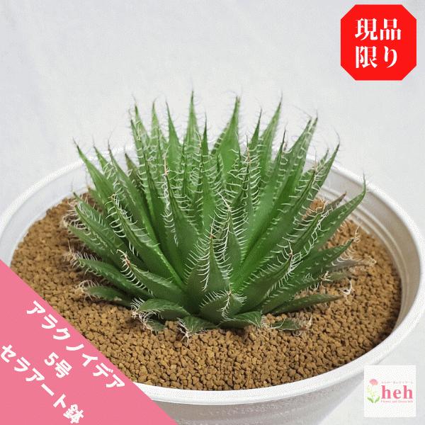 アラクノイデア 5 0 セラアート鉢 ハオルチア 観葉 多肉 植物 送料無料 種類 お祝い オシャレ プレゼント 現品 お得クーポン発行中