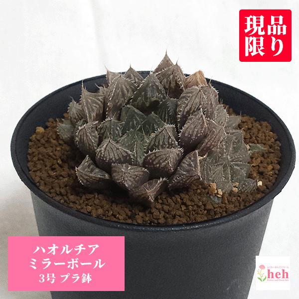 ミラーボール 3 0 プラ鉢 ハオルチア 観葉 多肉 植物 送料無料 現品 お祝い おしゃれ 現品 プレゼント Haw Mb ふらわーあんどぐりーんheh Y 通販 Yahoo ショッピング