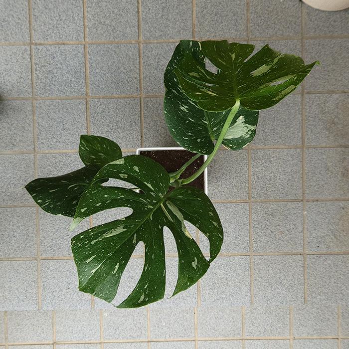 【現品】モンステラ・タイコンステレーション　6号　黒鉢　（3） モンステラ タイコンステレーション 6号 プラ鉢 観葉 多肉