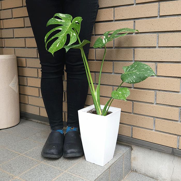 【現品】モンステラ・タイコンステレーション　6号　黒鉢　（3） モンステラ タイコンステレーション 6号 プラ鉢 観葉 多肉