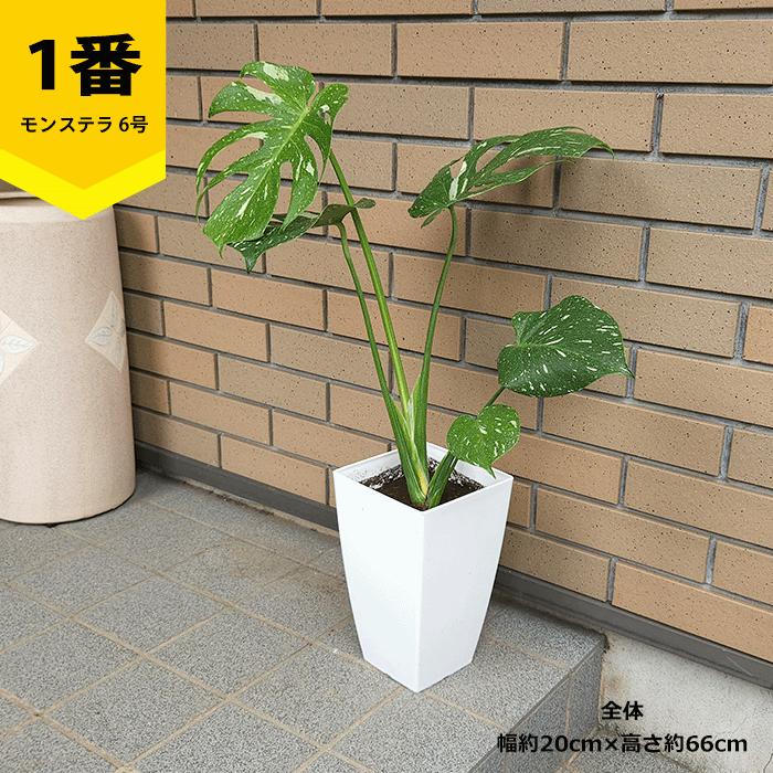 【現品】モンステラ・タイコンステレーション　6号　黒鉢　（3） モンステラ タイコンステレーション 6号 プラ鉢 観葉 多肉 ビザール