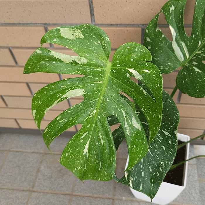 モンステラ タイコンステレーション 6号 プラ鉢 観葉 多肉