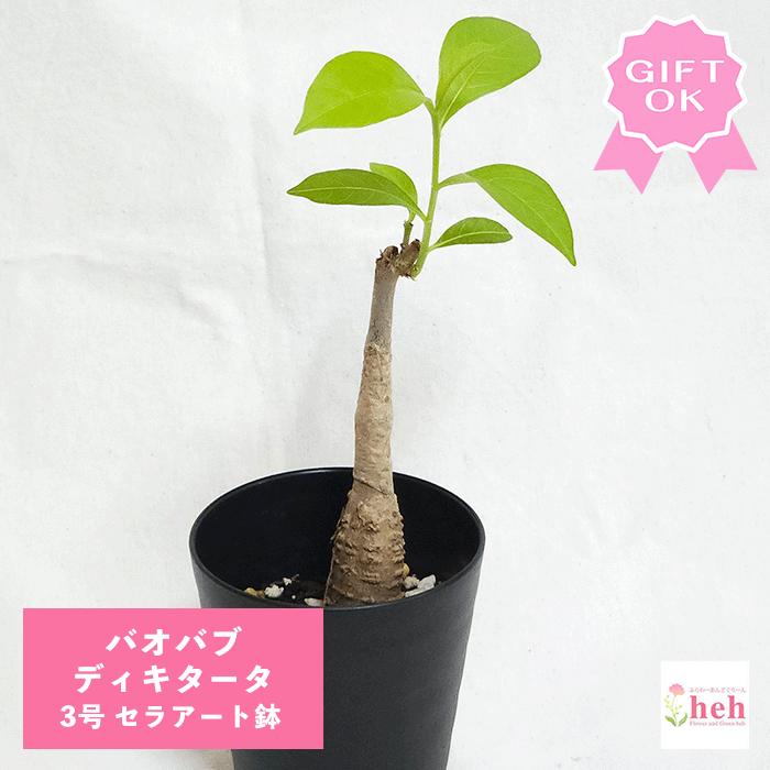 現品】バオバブ・ディギタータ 5号 黒鉢 （3） 現品】バオバブ