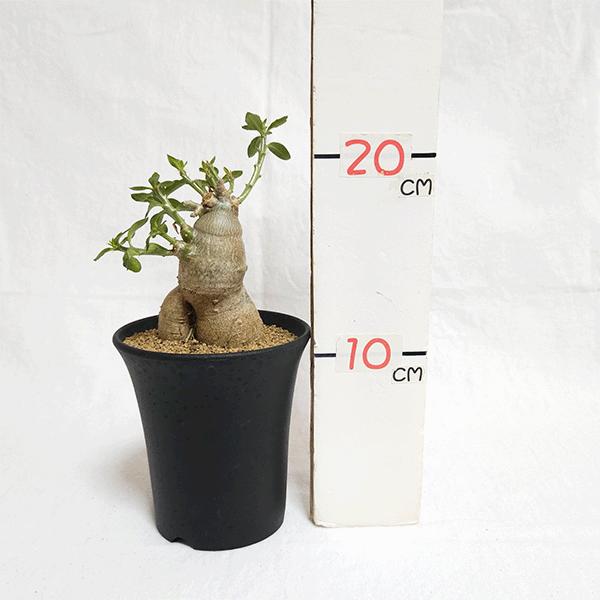 パキポディウム ビスピノーサム 3.5号 プラ鉢 塊根植物 種類 鉢 パキポディウム ビスピノーサム 3.5号 プラ鉢 塊根植物 種類 鉢