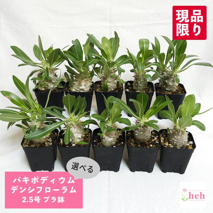 パキポディウム デンシフローラム 2.5号 プラ鉢 コーデックス 塊根植物