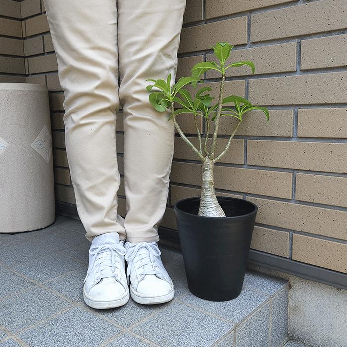 パキポディウム　イノピナツム　実生6年目　セラアート3寸ロング鉢　塊根植物 パキポディウム イノピナツム 実生6年目 セラアート3寸ロング鉢