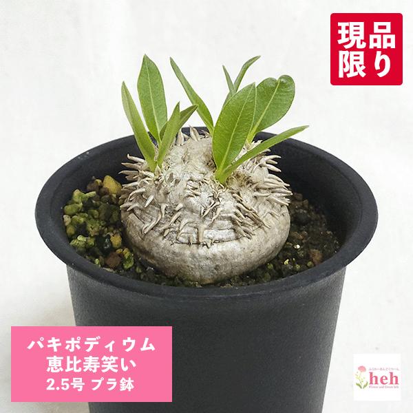 New ブレビカウレ 恵比寿笑い 3 0 プラ鉢 パキポディウム 観葉 多肉 塊根 植物 送料無料 希少種 オシャレ 現品 インテリア 種類 コーデックス 珍しい 開催中