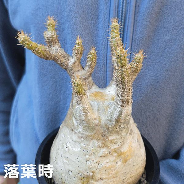 パキポディウム グラキリス 4号 プラ鉢 コーデックス 塊根 珍奇 パキポディウム グラキリス 4号 プラ鉢 コーデックス 塊根 珍奇