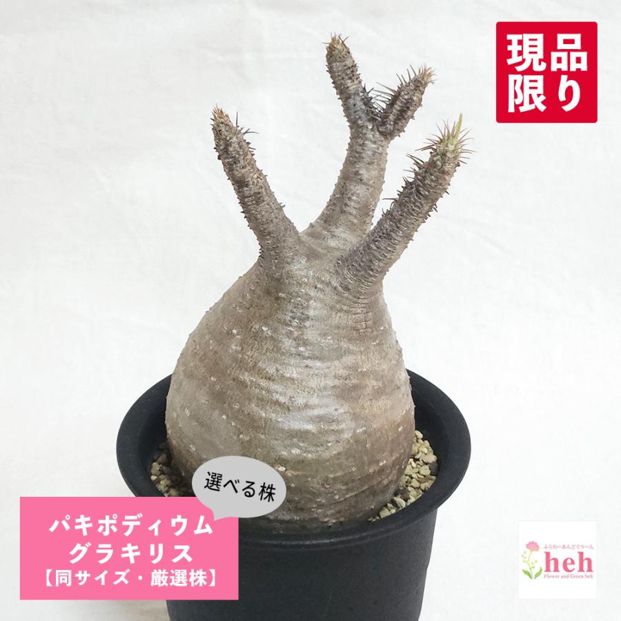 パキポディウム▪︎グラキリス 現地球発根済 象牙宮 開花株 大きめサイズ 178704568.jpg?cmsp_timestamp=