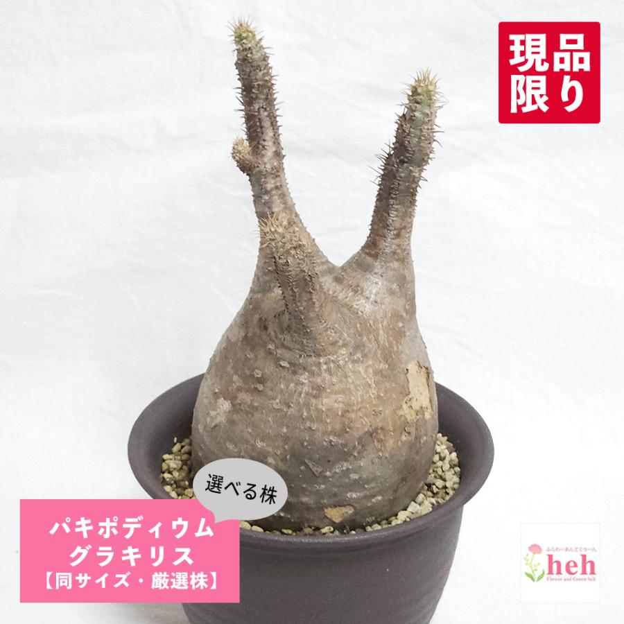 パキポディウム グラキリス 塊根植物 コーデックス 現品 発根処理済み