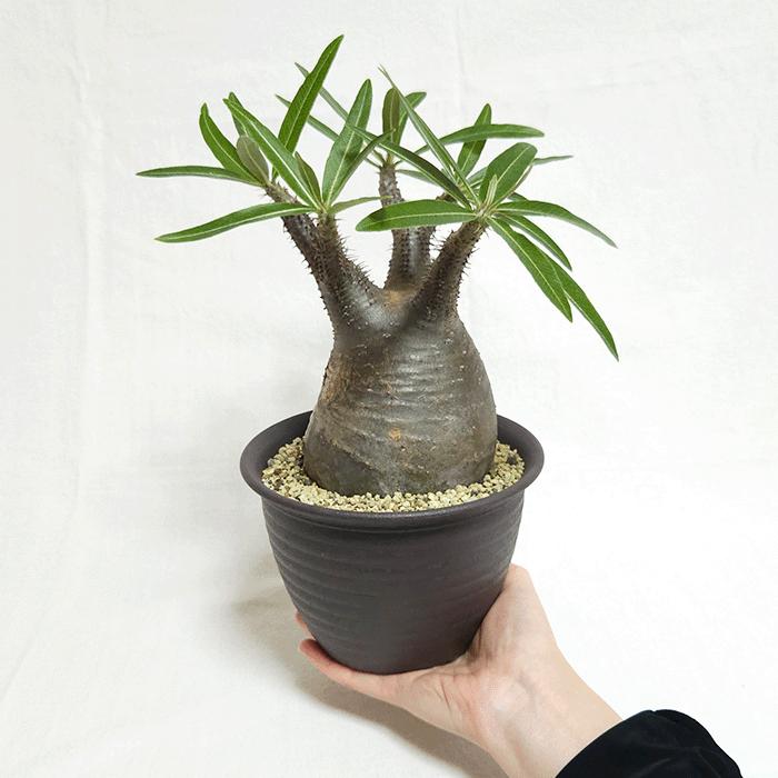 パキポディウム グラキリス 5号 プラ鉢 コーデックス 塊根植物