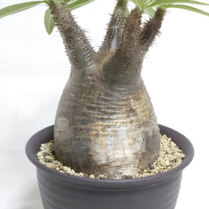 パキポディウム グラキリス 5号 プラ鉢 コーデックス 塊根植物