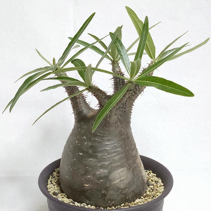 手作 植木鉢 5点セット検索塊根植物パキポディウム グラキリス パキポディウム グラキリス 5号 プラ鉢 コーデックス 塊根植物 種類