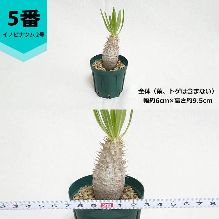 パキポディウム イノピナツム 2号 プラ鉢 塊根植物 種類 鉢 土