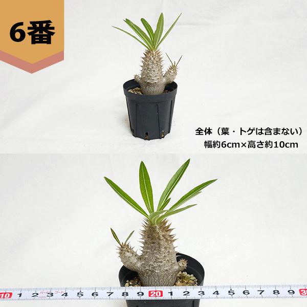 パキポディウム イノピナツム 2号 プラ鉢 塊根植物 種類 鉢 土