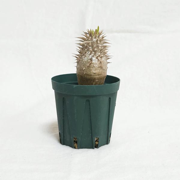 【発根済株】パキポディウム　イノピナツム　大きめサイズ パキポディウム イノピナツム 【 現地球/発根済】B HK2402389(T