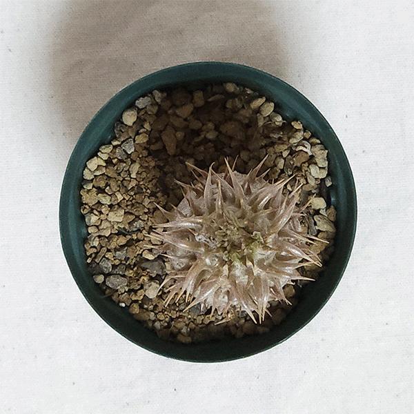 パキポディウム　イノピナツム　現地株　発根済み　プラ鉢ごと発送 パキポディウムイノピナツム | STORES