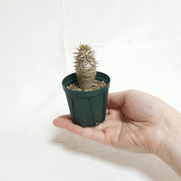 【発根済株】パキポディウム　イノピナツム　大きめサイズ パキポディウム イノピナツム 【 現地球/発根済】B HK2402389(T