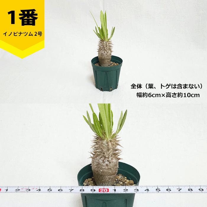 パキポディウム イノピナツム　発根済み　コレクション株　巨大イノピナツム パキポディウム イノピナツム 2号 プラ鉢 塊根植物 種類 鉢 土