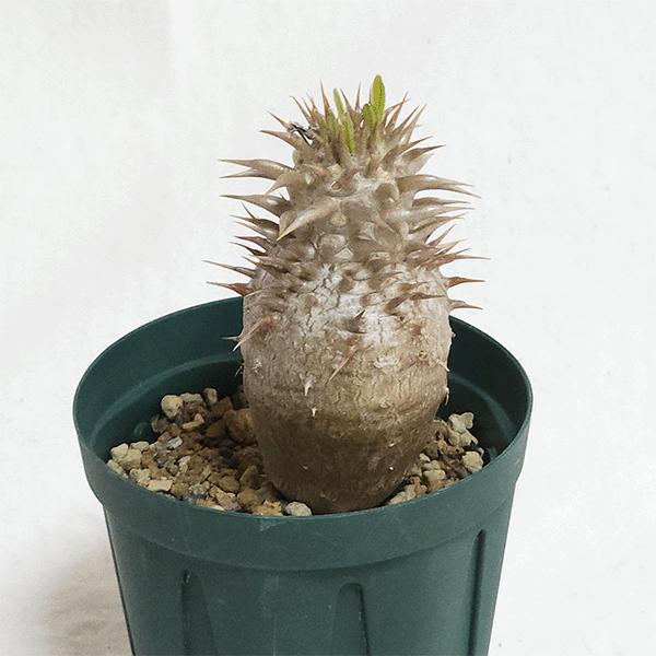 ケ*イ様 パキポディウム・イノピナツム　現地球　良型　発根済み　塊根植物　コーデ パキポディウム イノピナツム 2号 プラ鉢 塊根植物 種類 鉢 土