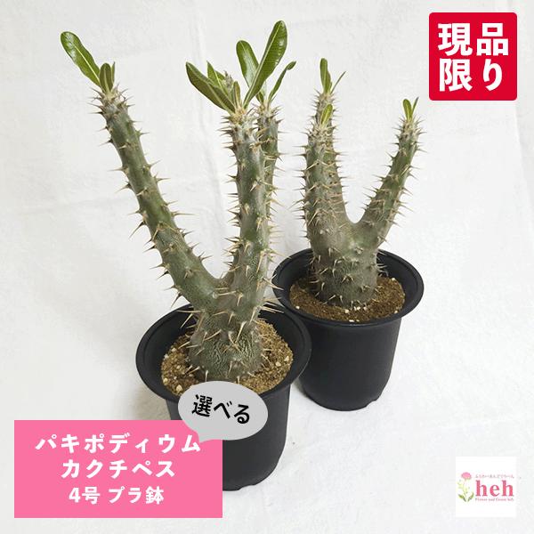 パキポディウム カクチペス 4号 プラ鉢 コーデックス 塊根 種類 希少種