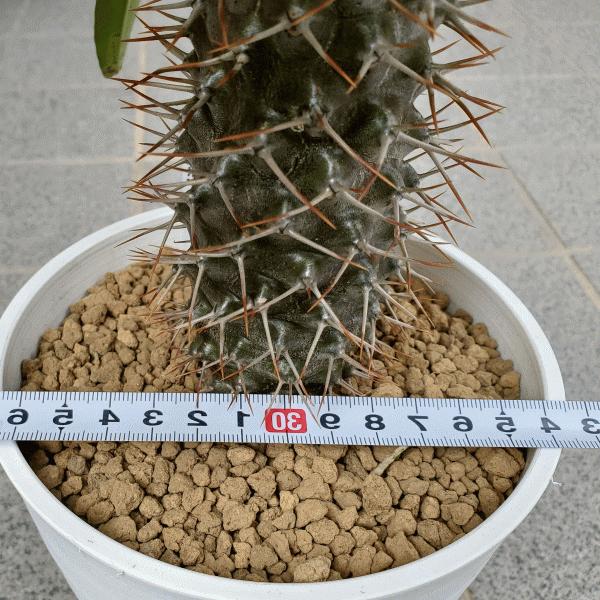 ラメリー 5 0 セラアート鉢 パキポディウム 観葉 多肉 塊根 植物 送料無料 現品 オシャレ インテリア 種類 コーデックス プレゼント Pk Mrw50 ふらわーあんどぐりーんheh Y 通販 Yahoo ショッピング