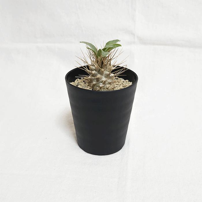 パキポディウム 光堂 3号 セラアート鉢 コーデックス 塊根植物